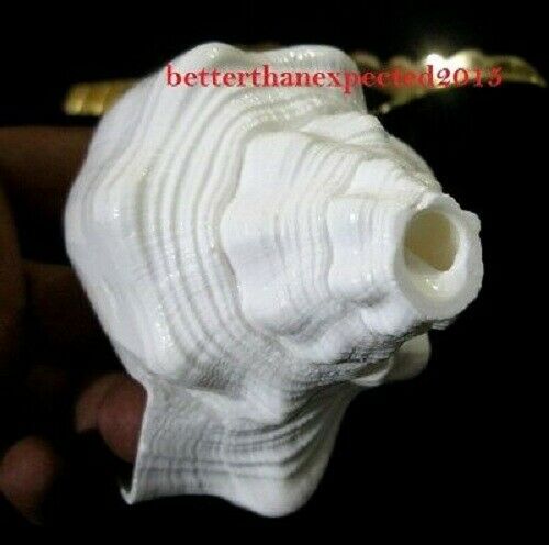 Big Sound Making Shankha Conch Shell-6.5 Inch- 300 Gram With Brass Stand Divine