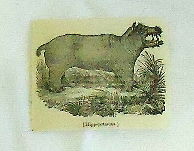 1832 Small Magazine Engraving ~ Hippopotamus