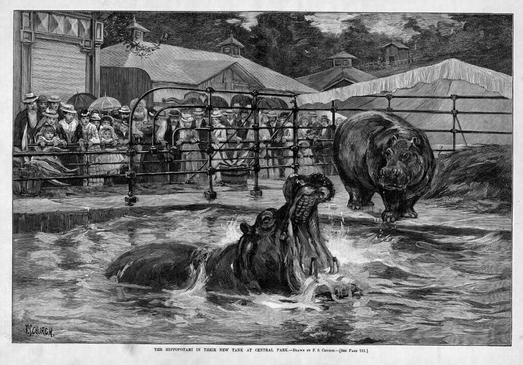 Hippopotomas In New Central Park Tank By F. S. Church 1888 Archives Of History